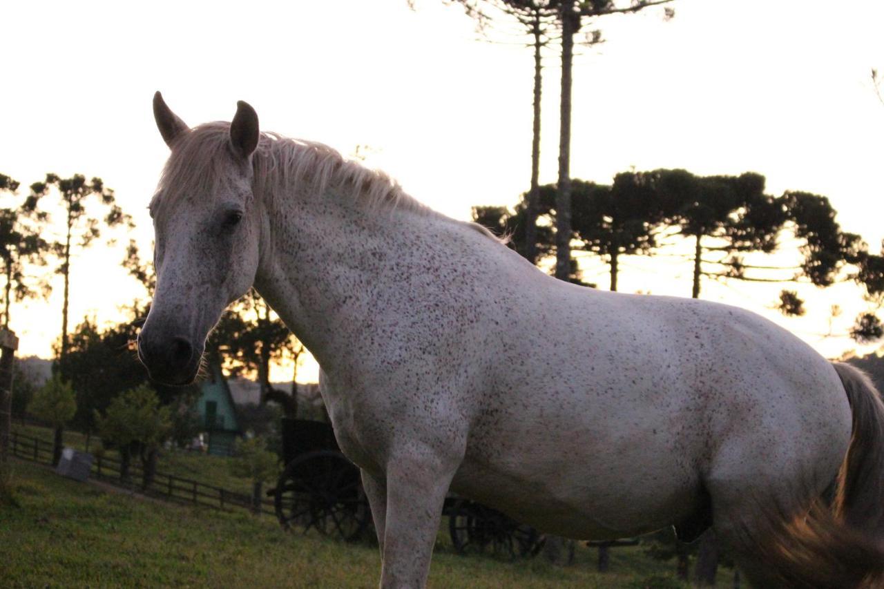 Sítio Arapongas Vila Campo Alegre  Exterior foto